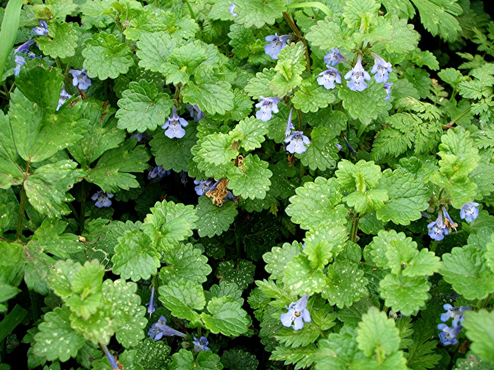 Glechoma hederacea