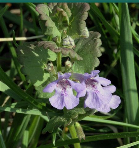 Glechoma_hederacea_1