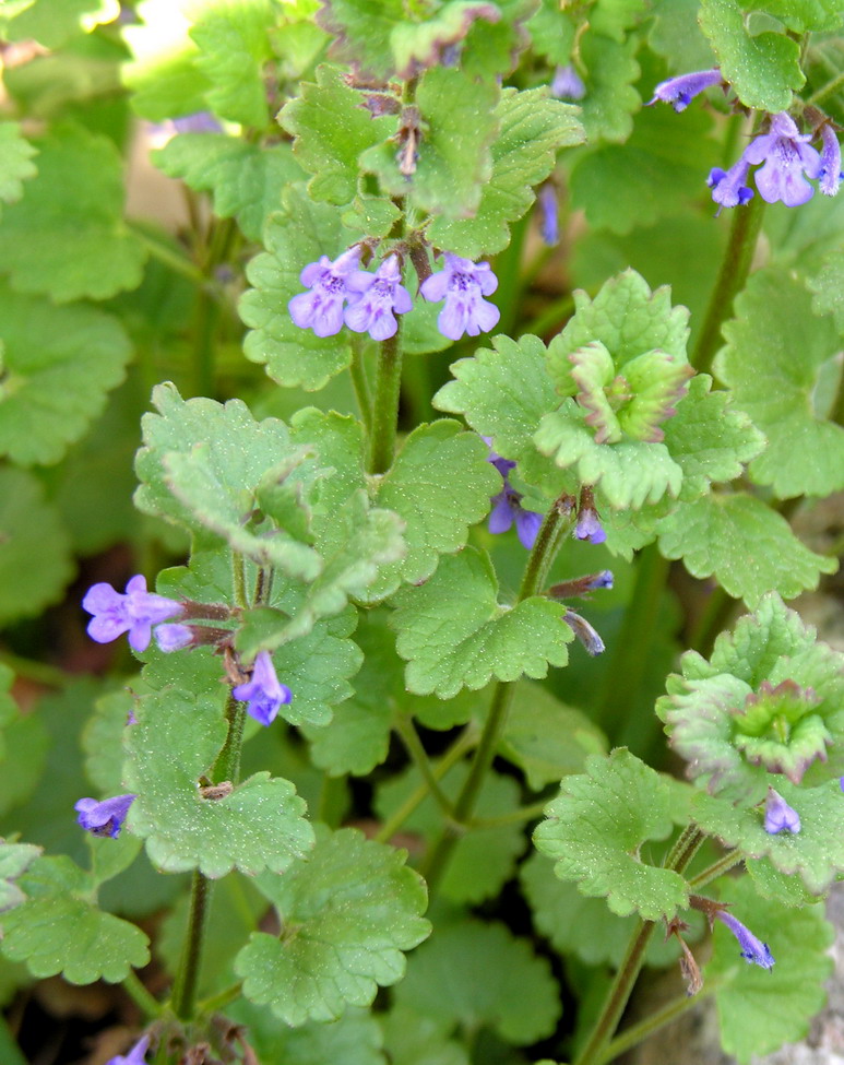 Glechoma_hederacea_2