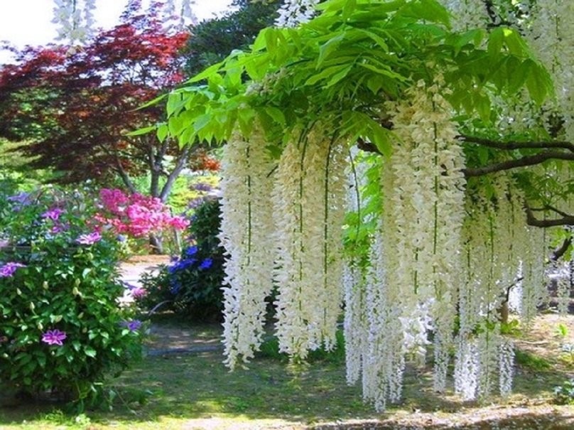 Glicínia ( Wisteria sp)