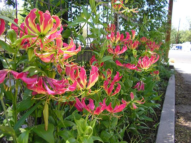 Gloriosa rothschildiana