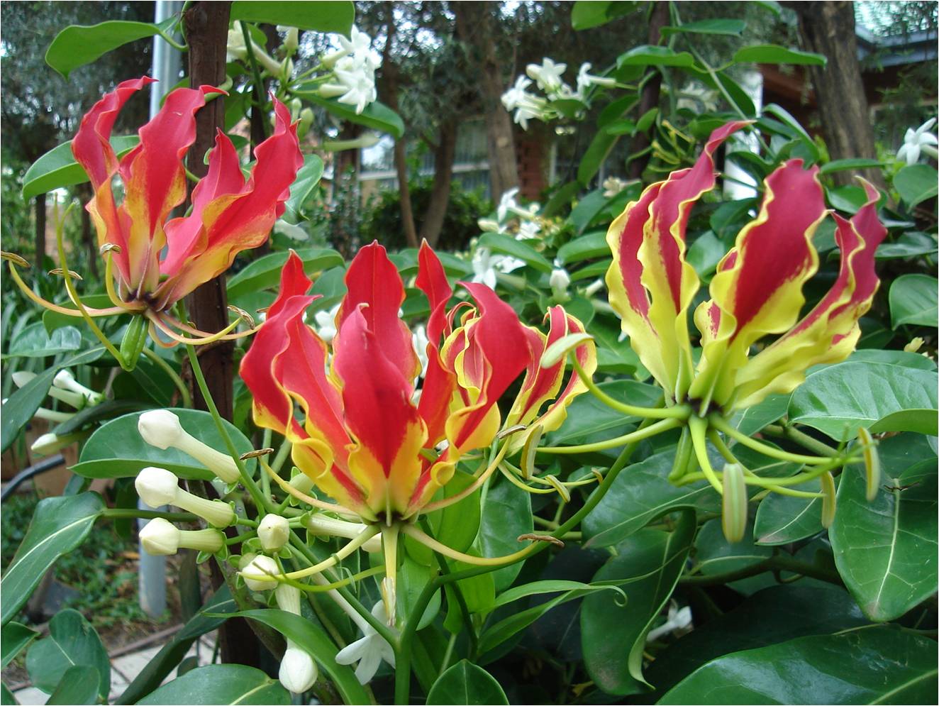 Gloriosa rothschildiana