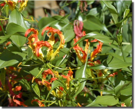 Gloriosa_rothschildiana