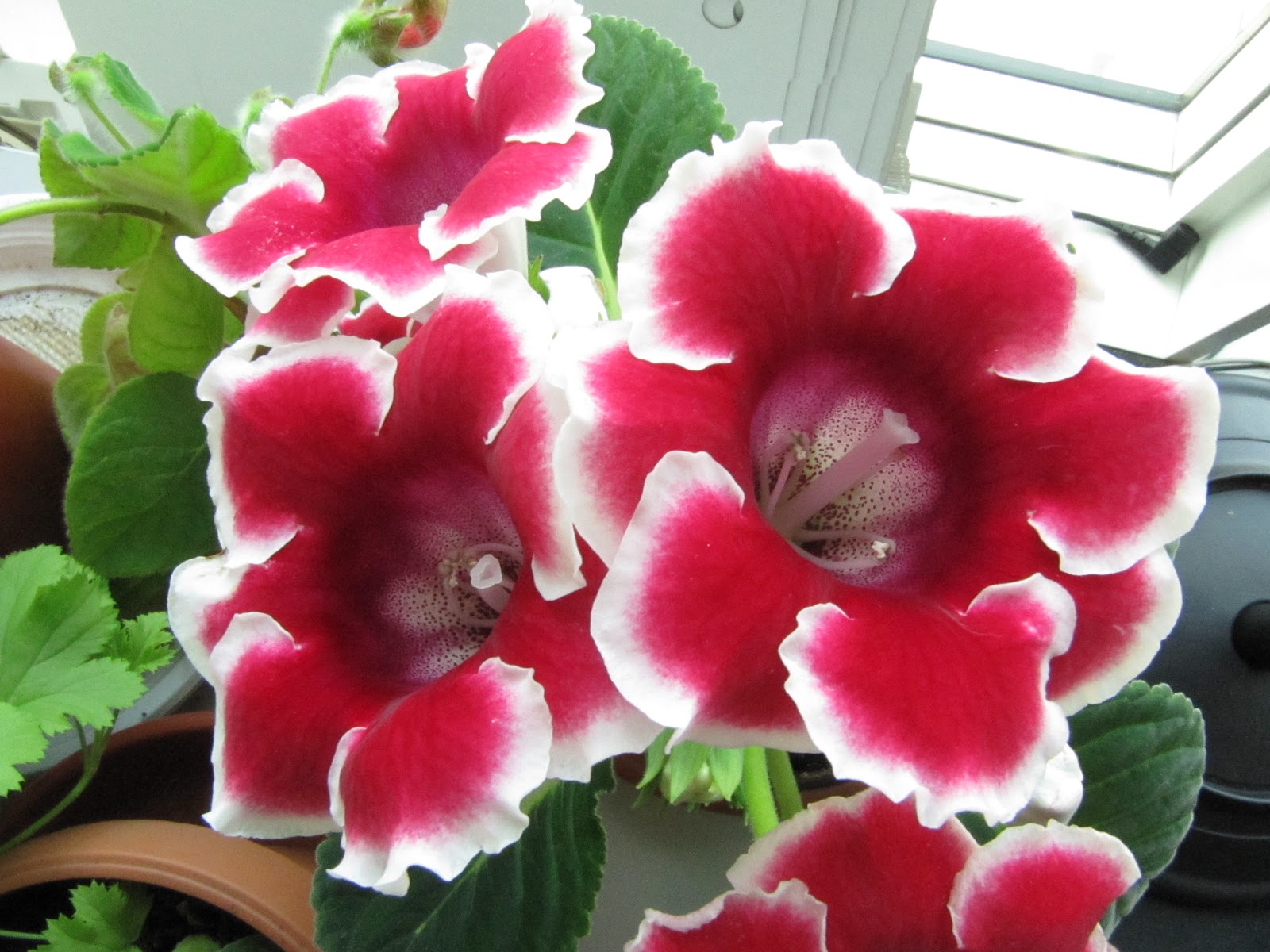 Gloxinia