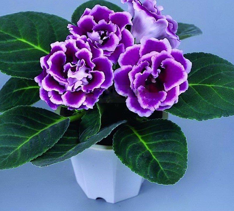 Gloxinia II-