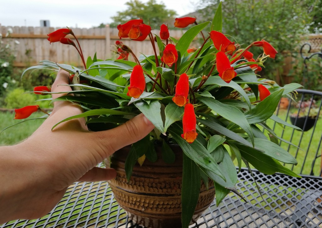 Gloxinia sylvatica