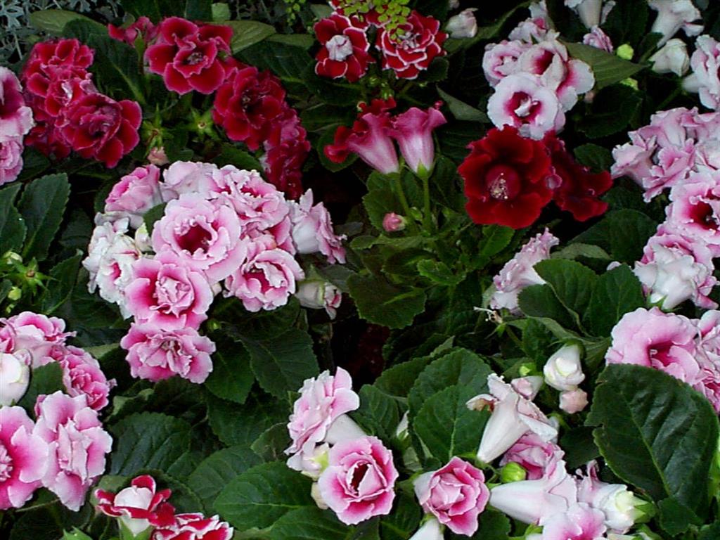 Gloxinia