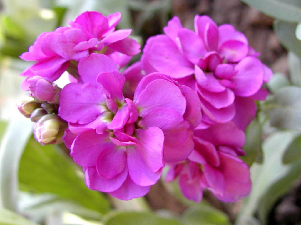 Goivo - (Matthiola incana)