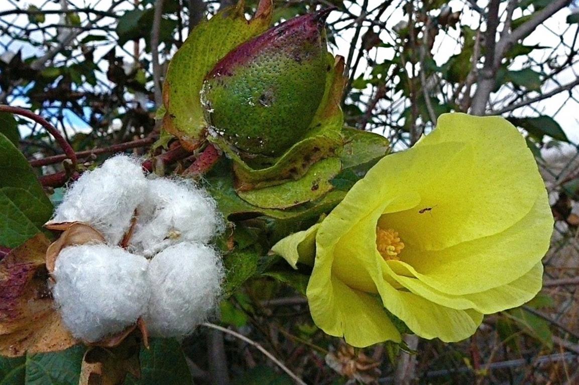 Gossypium arboreum (Medium)