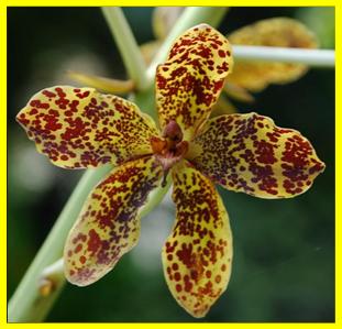 Grammatophyllum speciosum