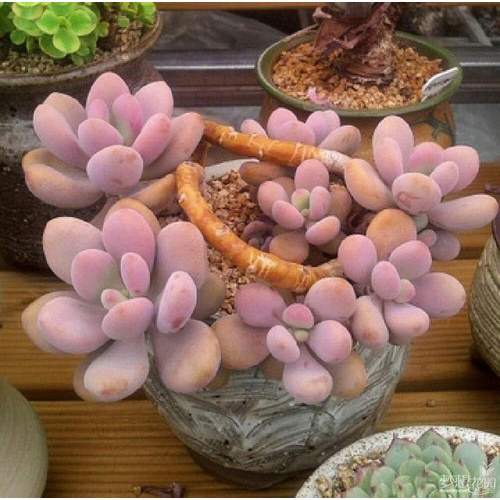 Graptopetalum Amethystinum1