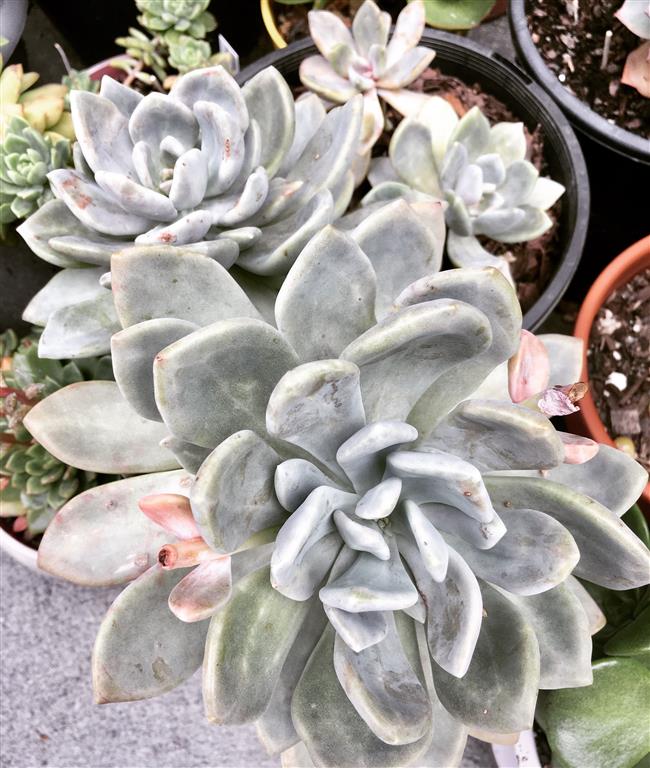 Graptopetalum 