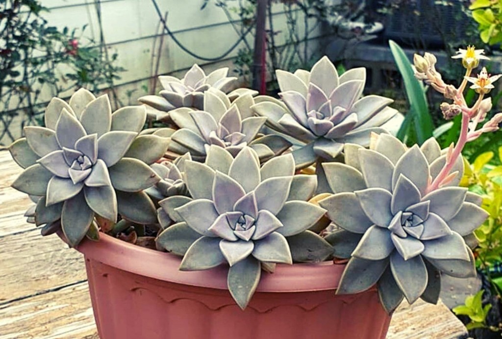 Graptopetalum-Paraguayense