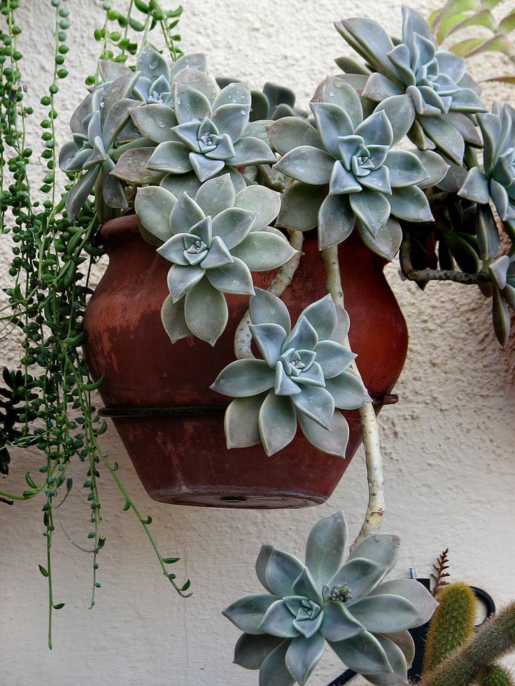 Graptopetalum paraguayense