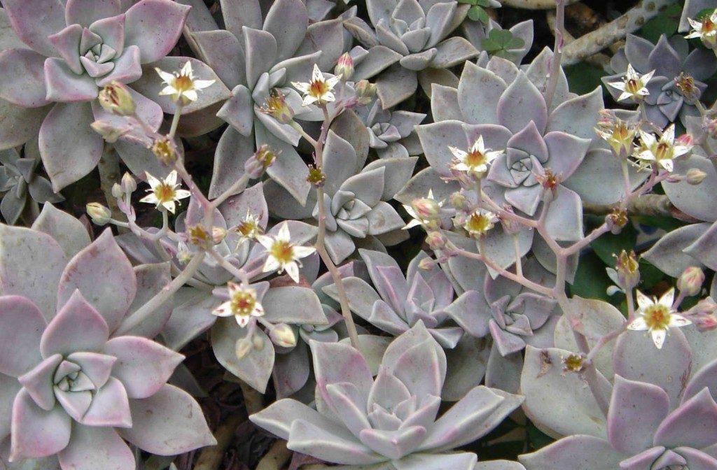 Graptopetalum paraguayense