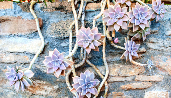 Graptopetalum paraguayense