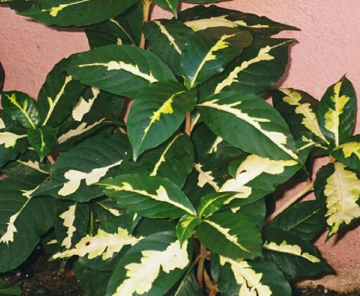 Graptophyllum_pictum