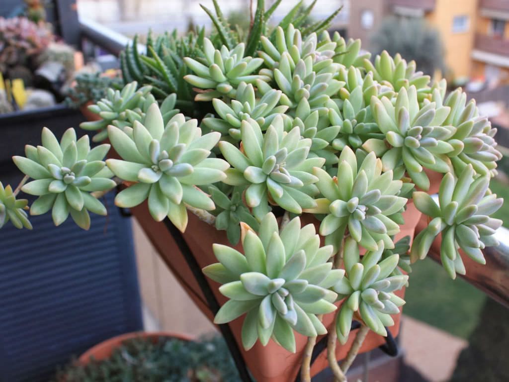 Graptosedum "Francesco Baldi" 1