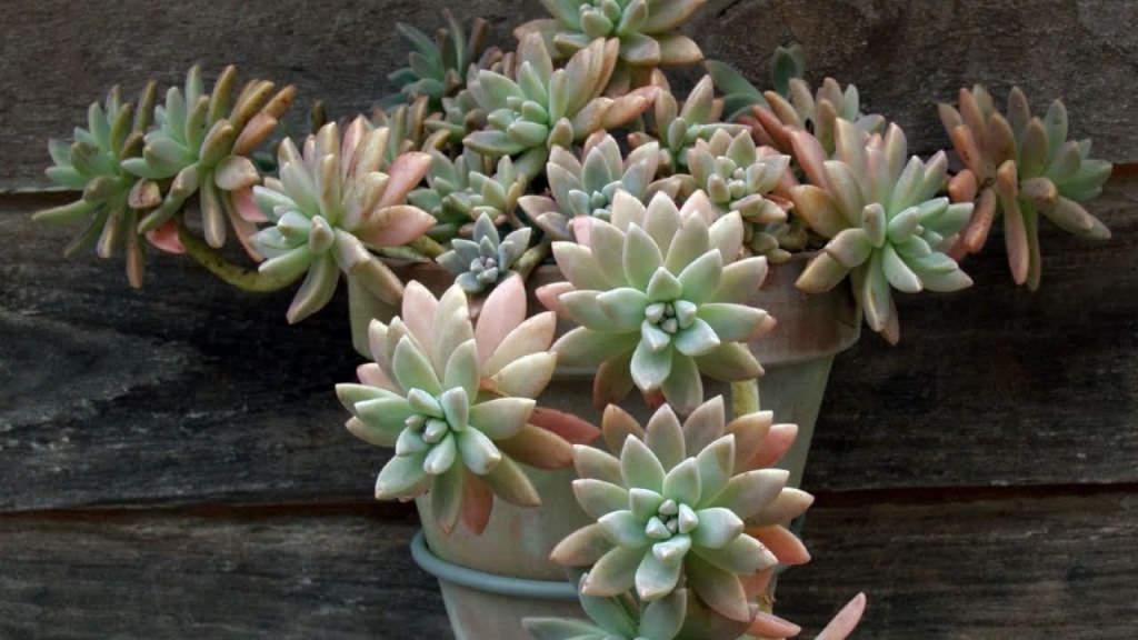 Graptosedum "Francesco Baldi"