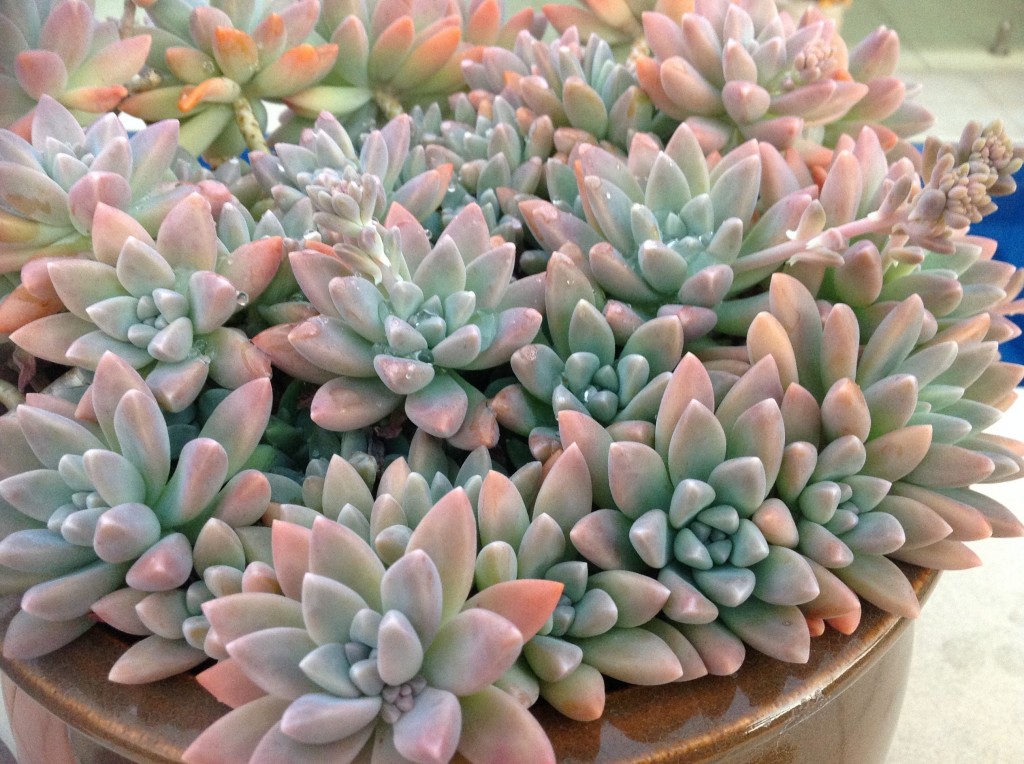 Graptosedum "Francesco Baldi"