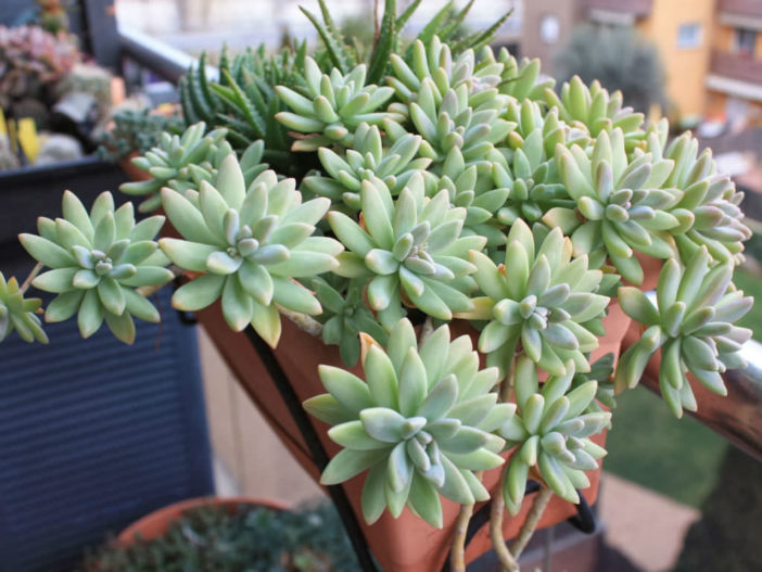 Graptosedum-Francesco-Baldi