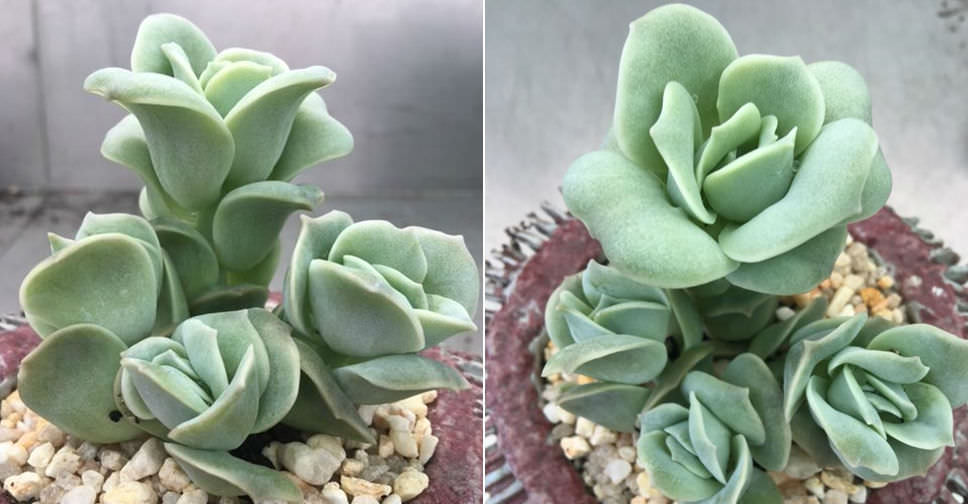 Graptoveria-Lovely-Rose