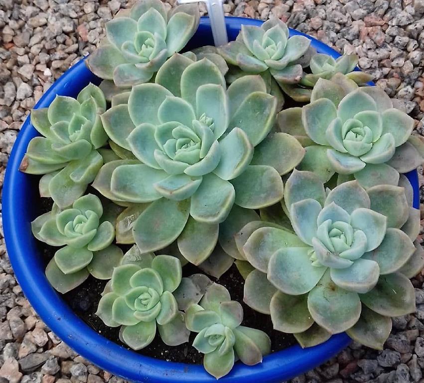 Graptoveria ‘Fantome’