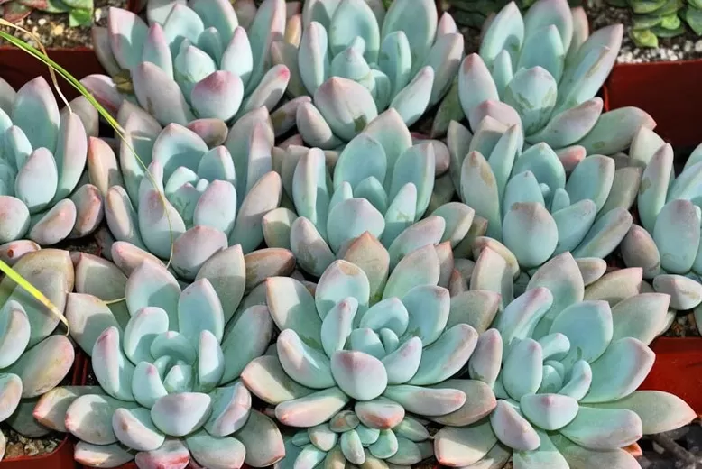 Graptoveria