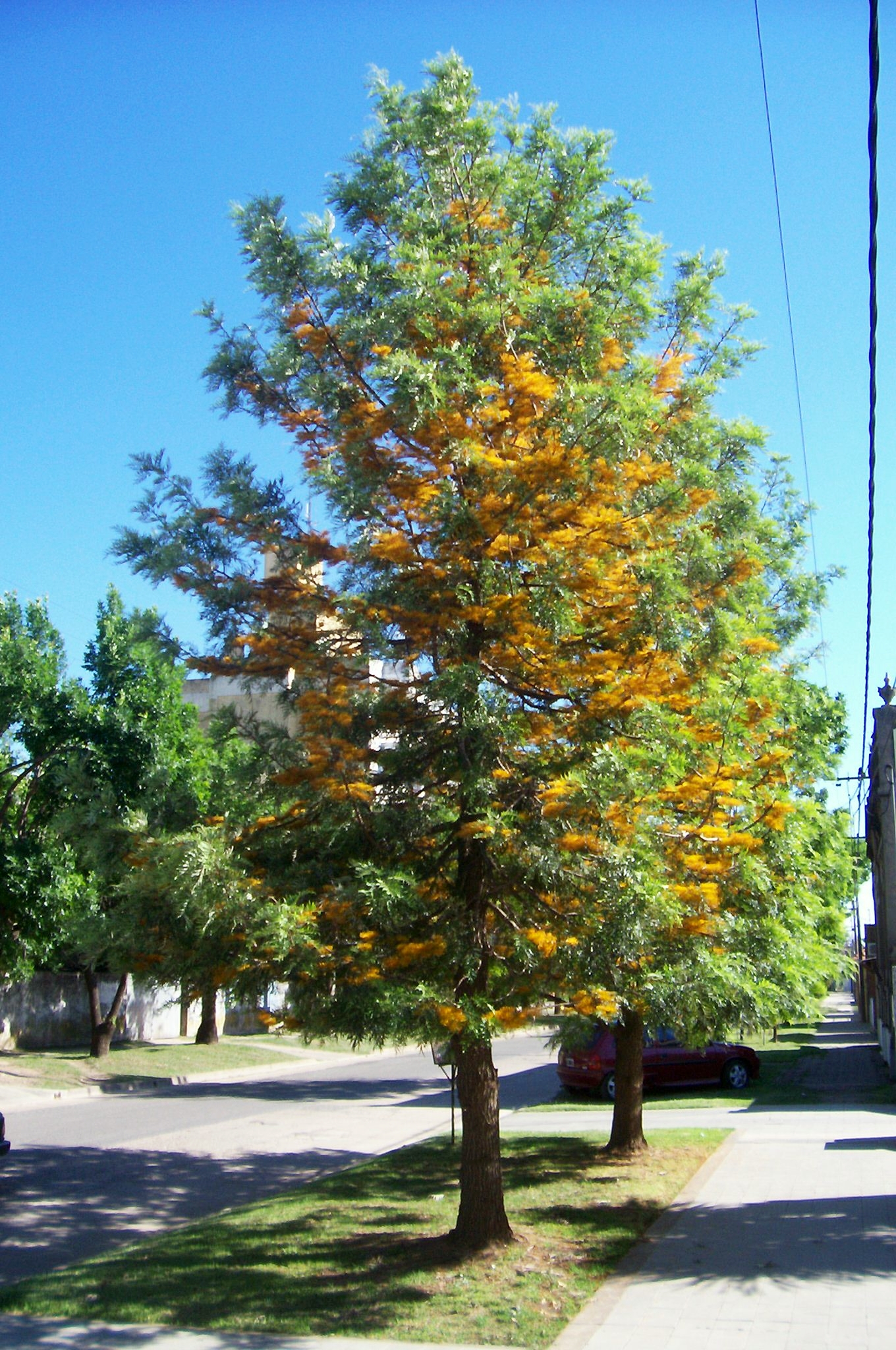 Grevilha (Grevillea robusta)