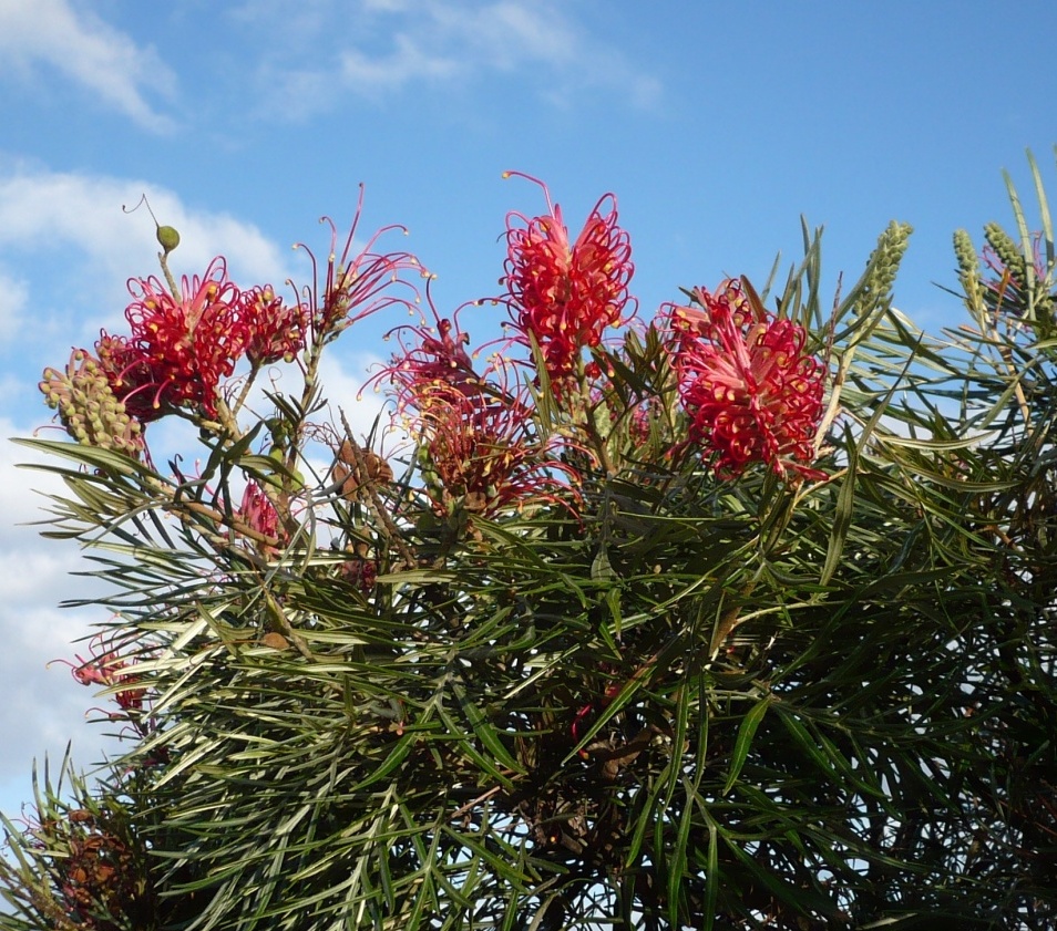 Grevilha-anã (Grevillea banksii)