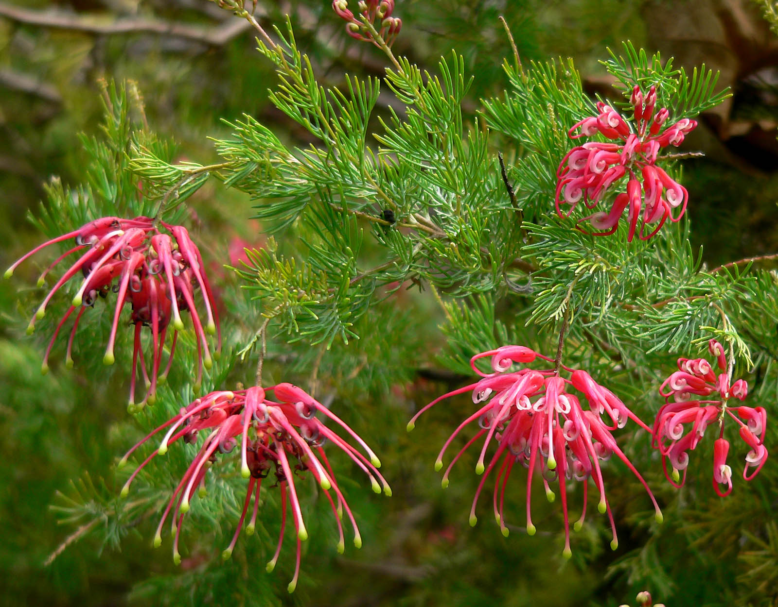 Grevillea_lanigera