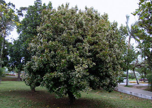 Grumixama - (Eugenia Brasiliensis)