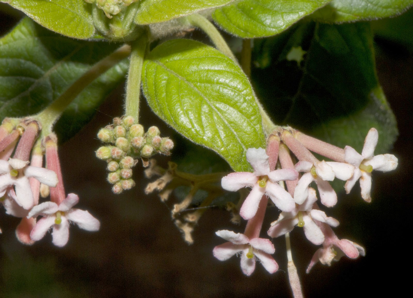 Guettarda uraguensis02