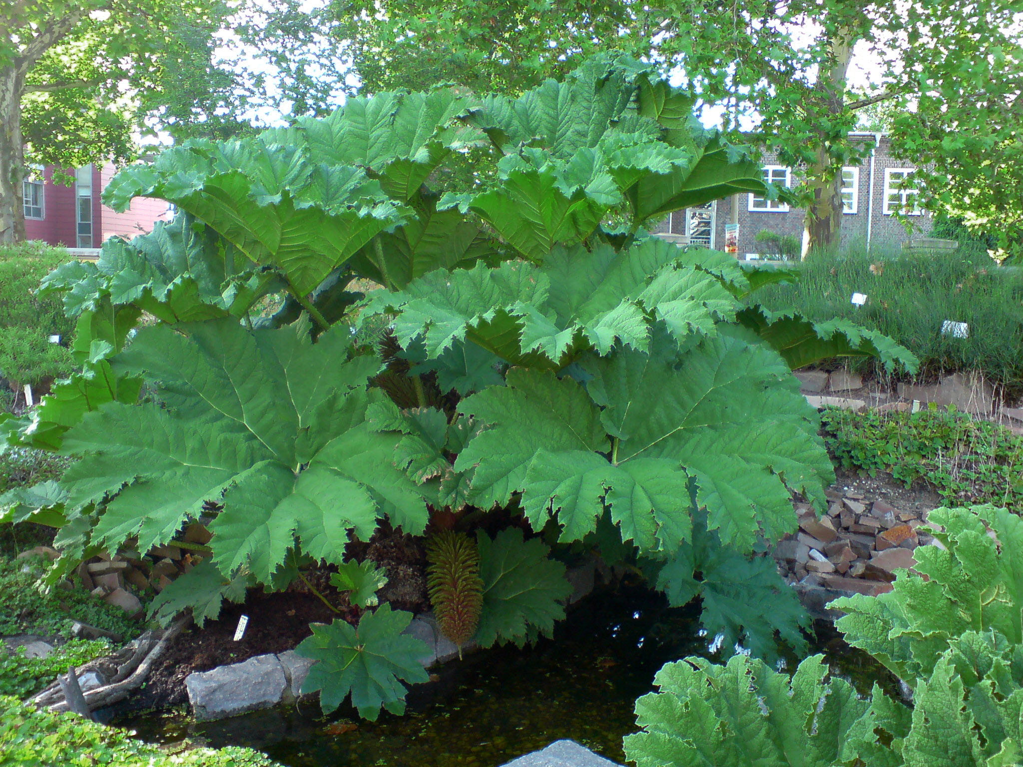 Gunnera_manicata