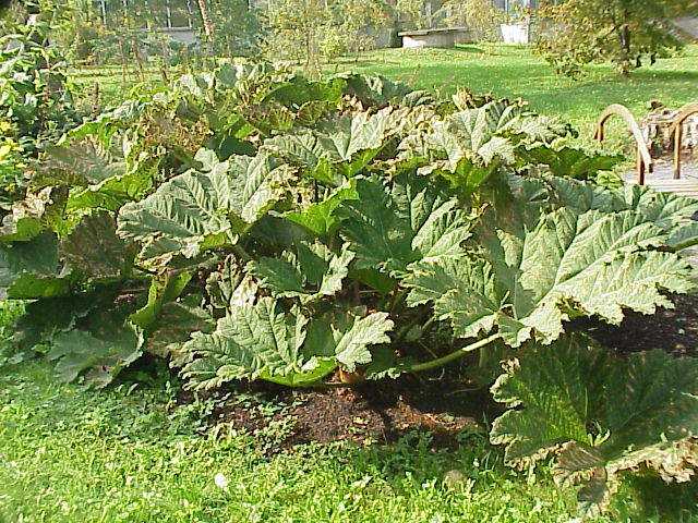 Gunnera_manicata3