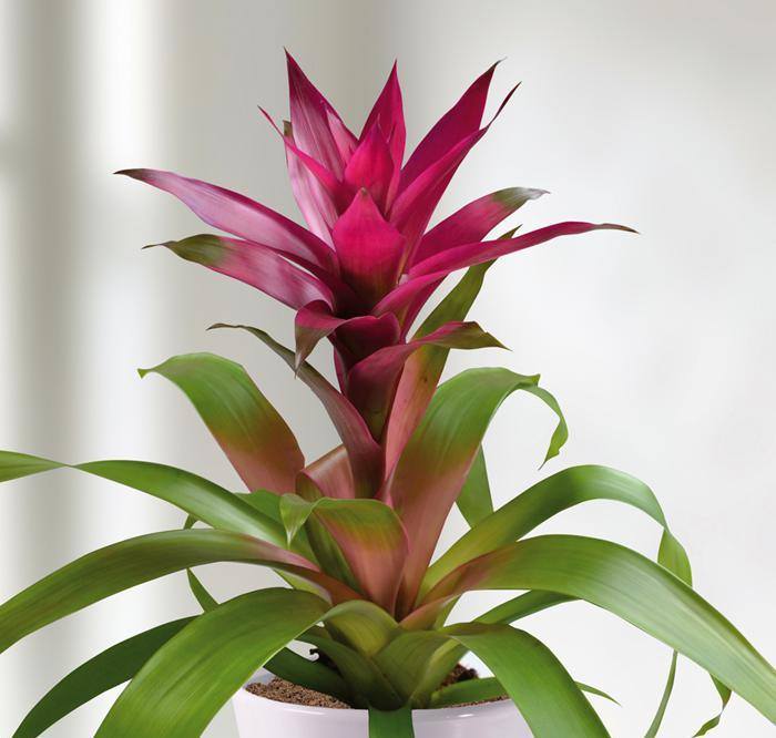 Guzmania cherry