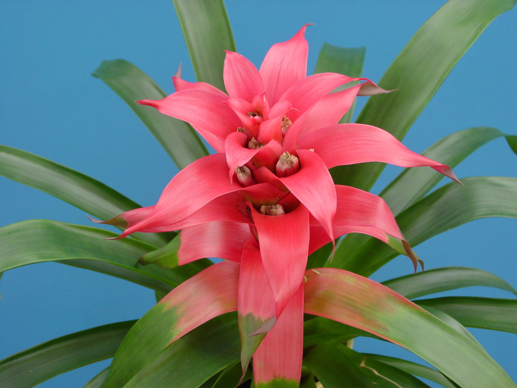 Guzmania ligulata