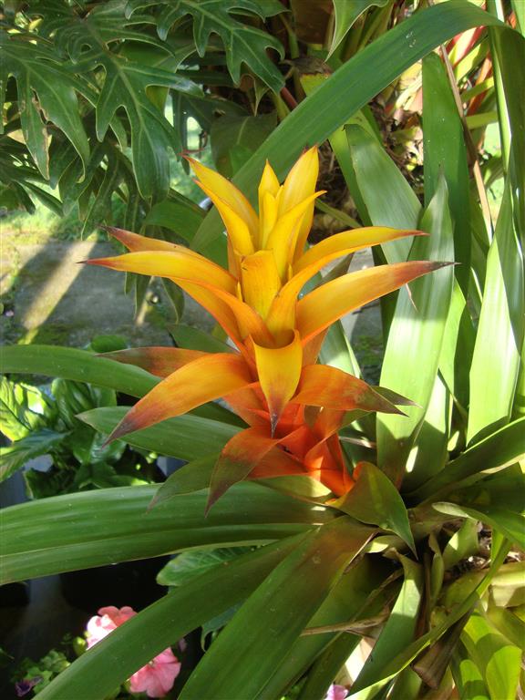 Guzmania lingulata