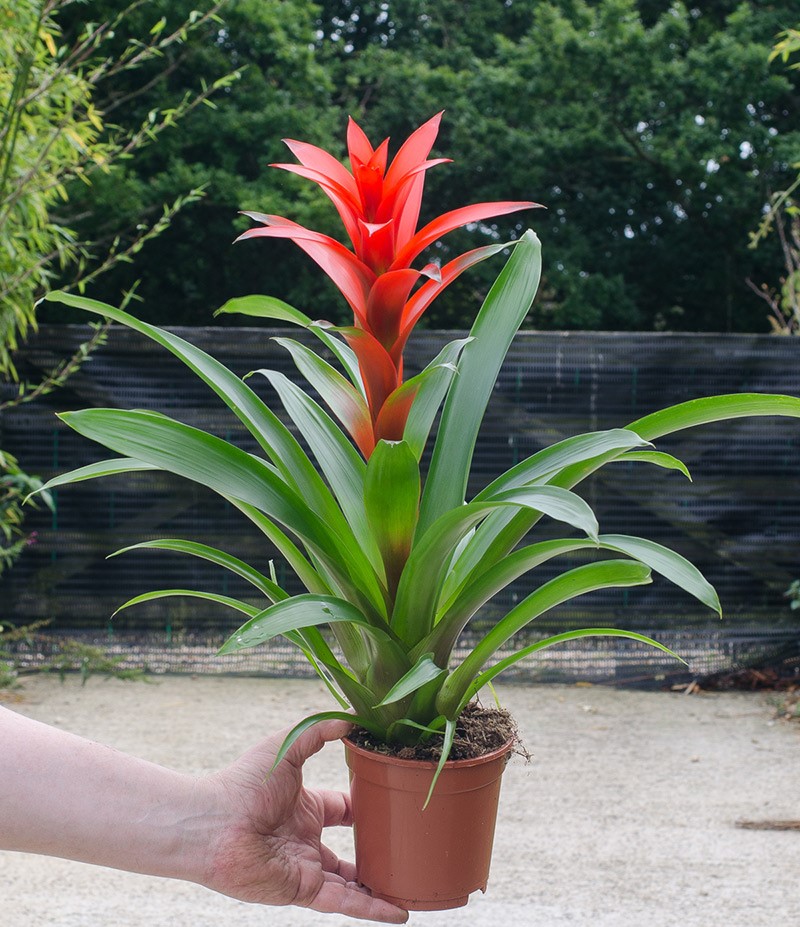 Guzmania lingulata