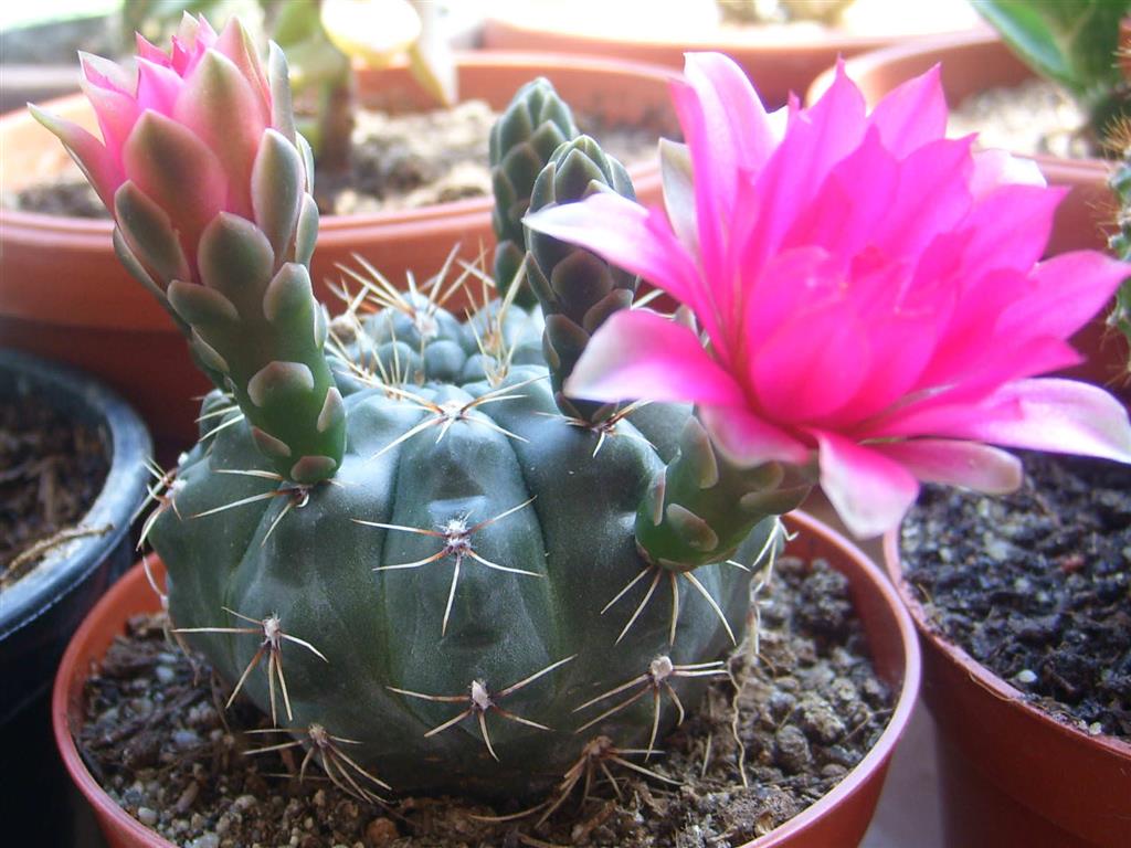 Gymnocalycium-baldianum 