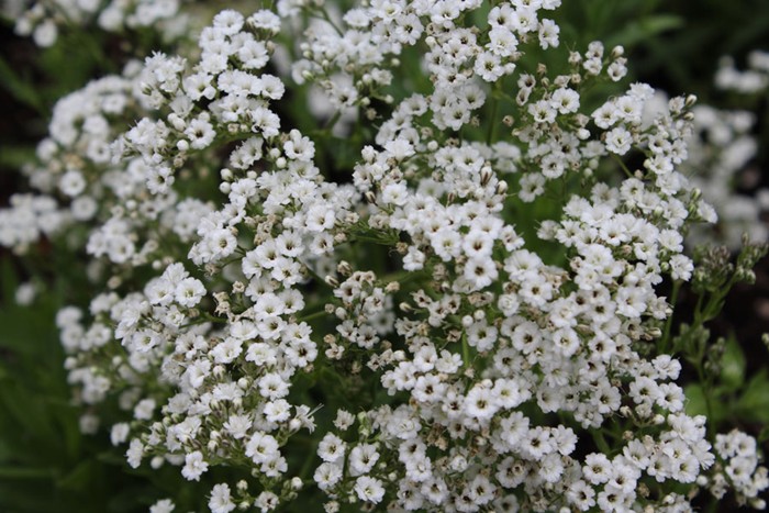 Gypsophila-Paniculata-Y