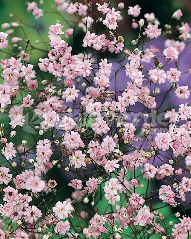 Gypsophila paniculata 'Flamingo'