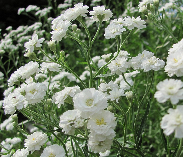 Gypsophila paniculata