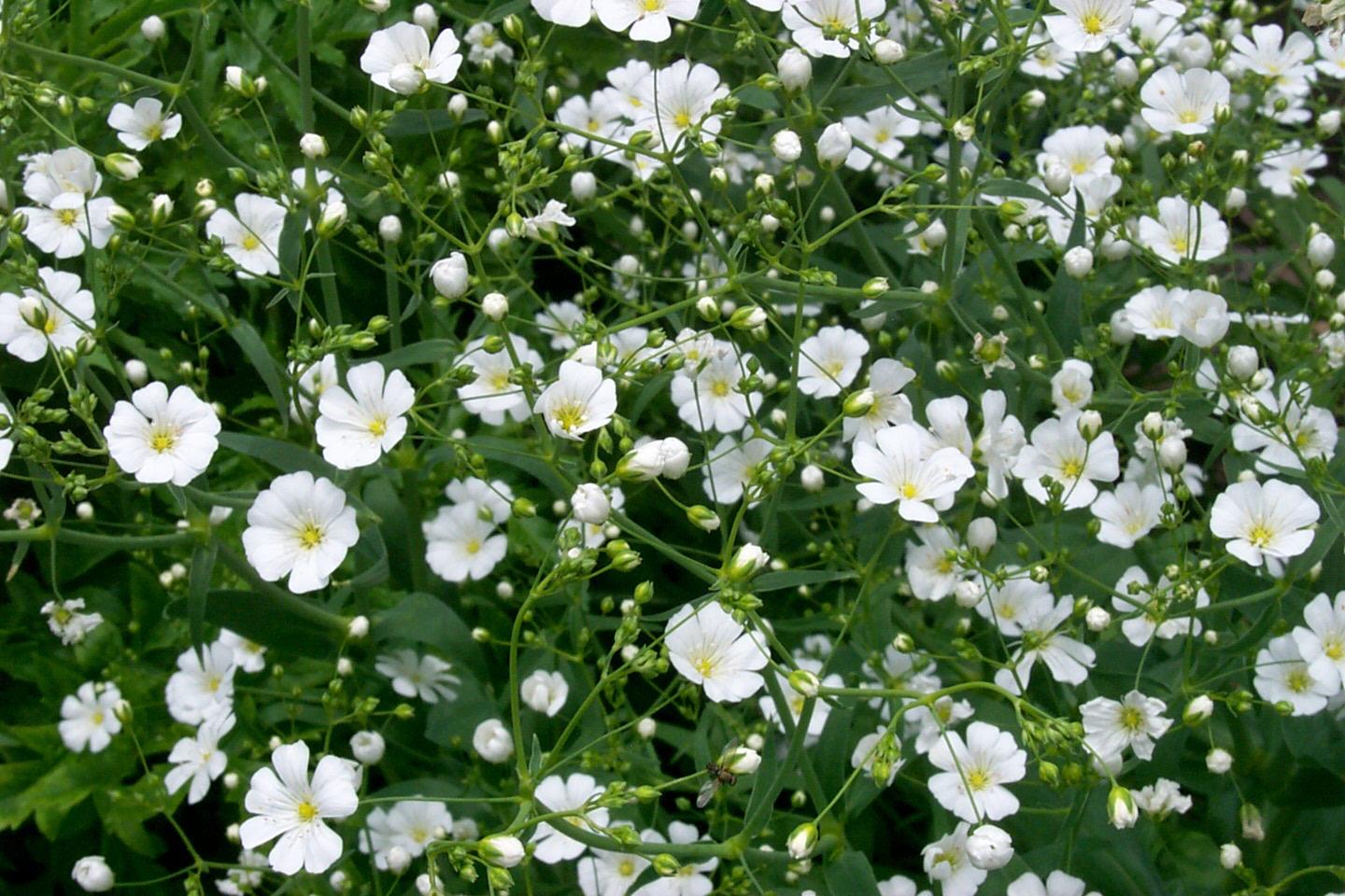 Gypsophila paniculata1