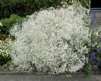 Gypsophila paniculata1