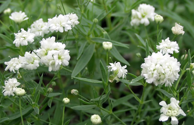 Gypsophila paniculata2