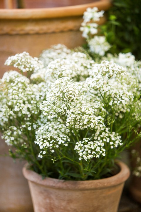 Gypsophila paniculata3