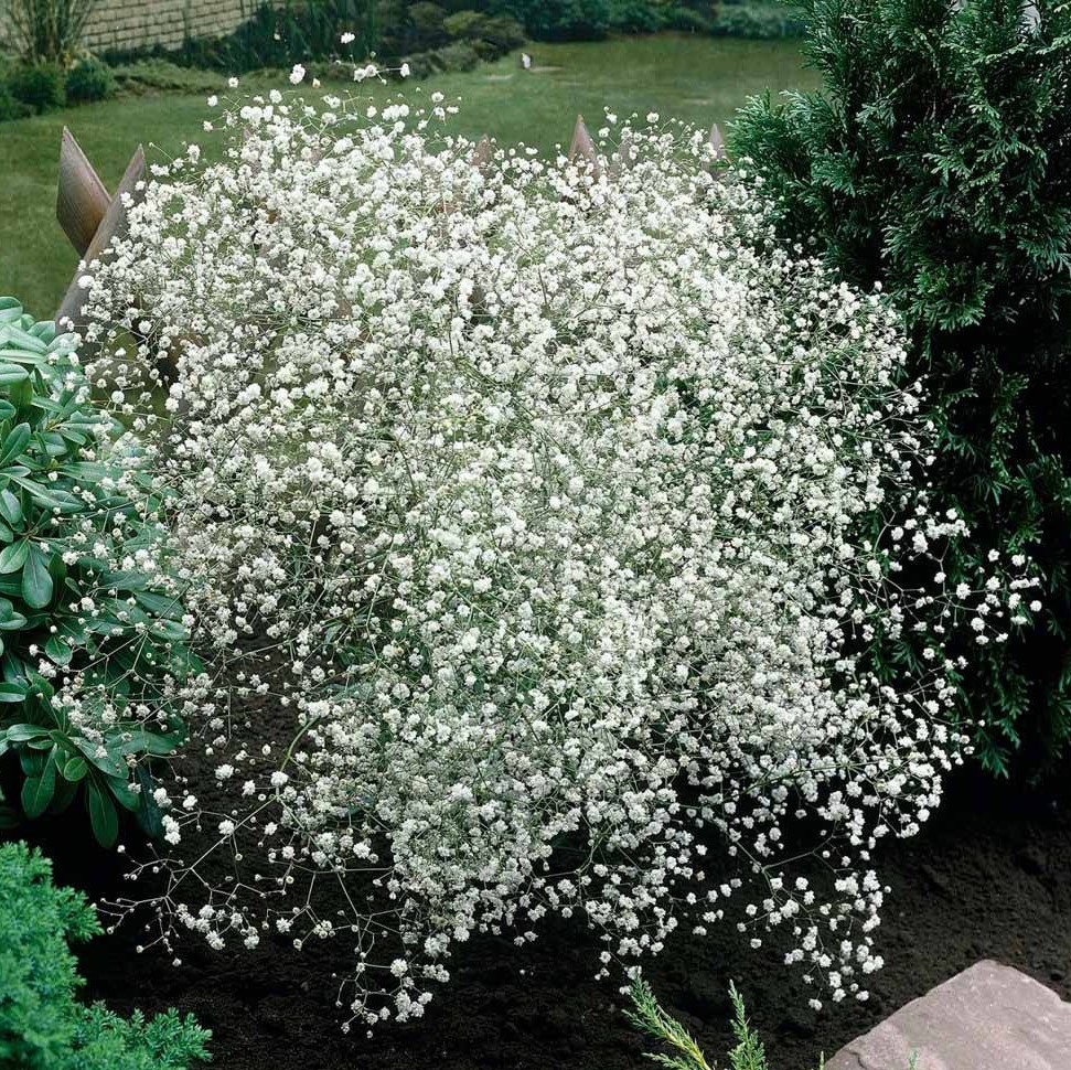 (Gypsophila paniculata