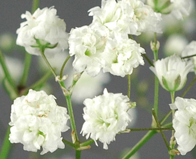 Gypsophila paniculata4