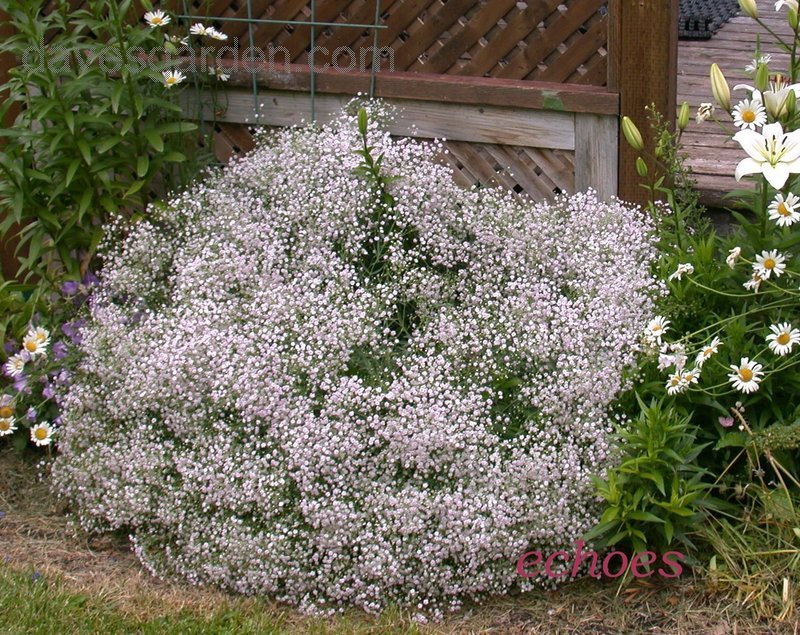 (Gypsophila paniculata_11